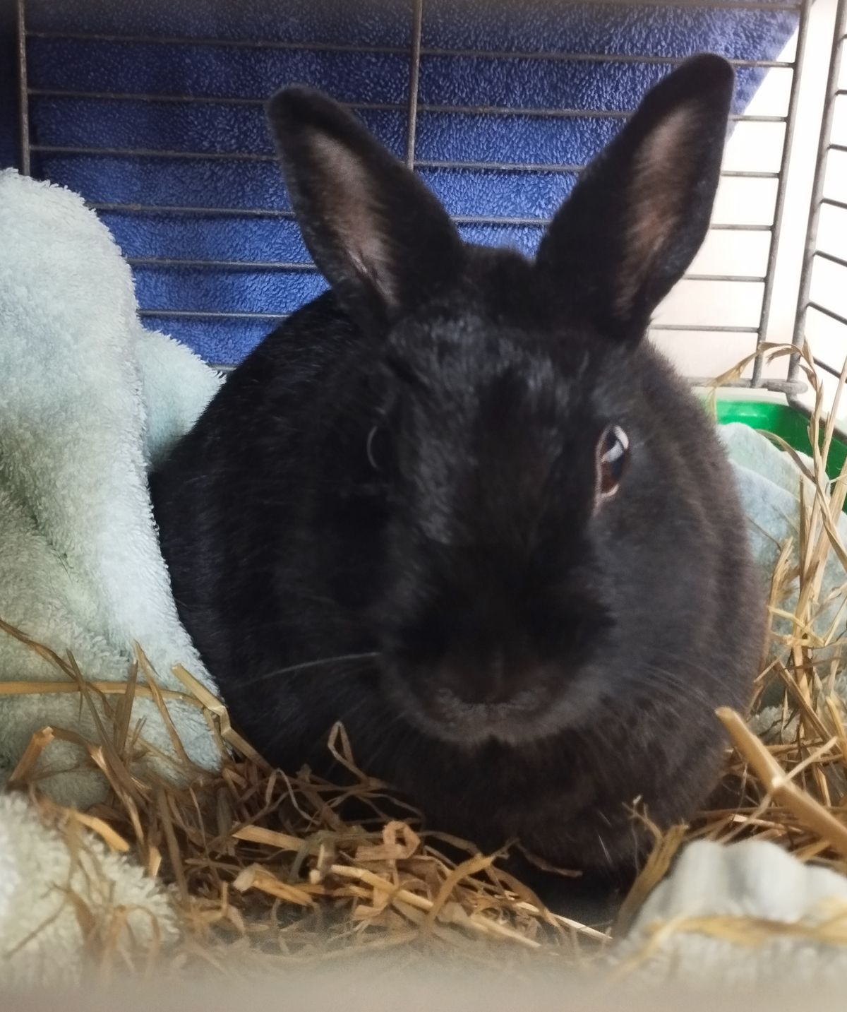 Gallery image: Pickle