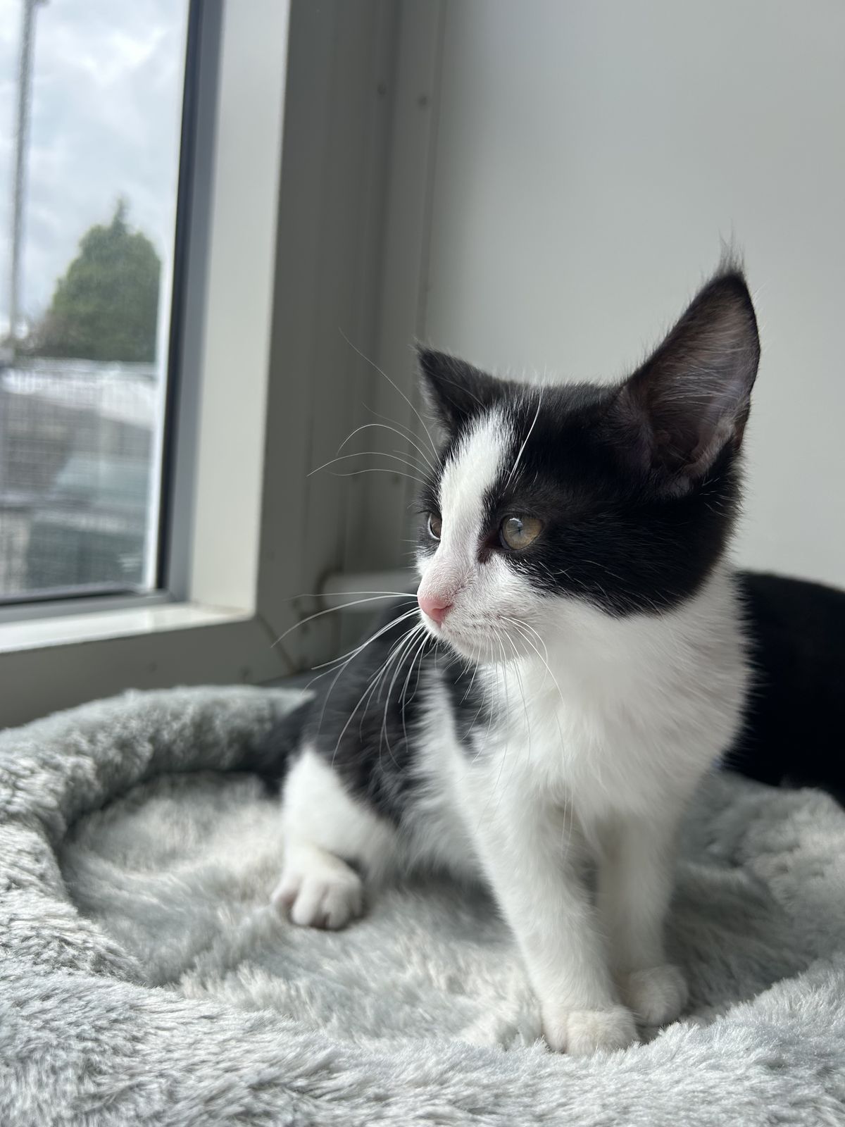 Gallery image: Bam Bam