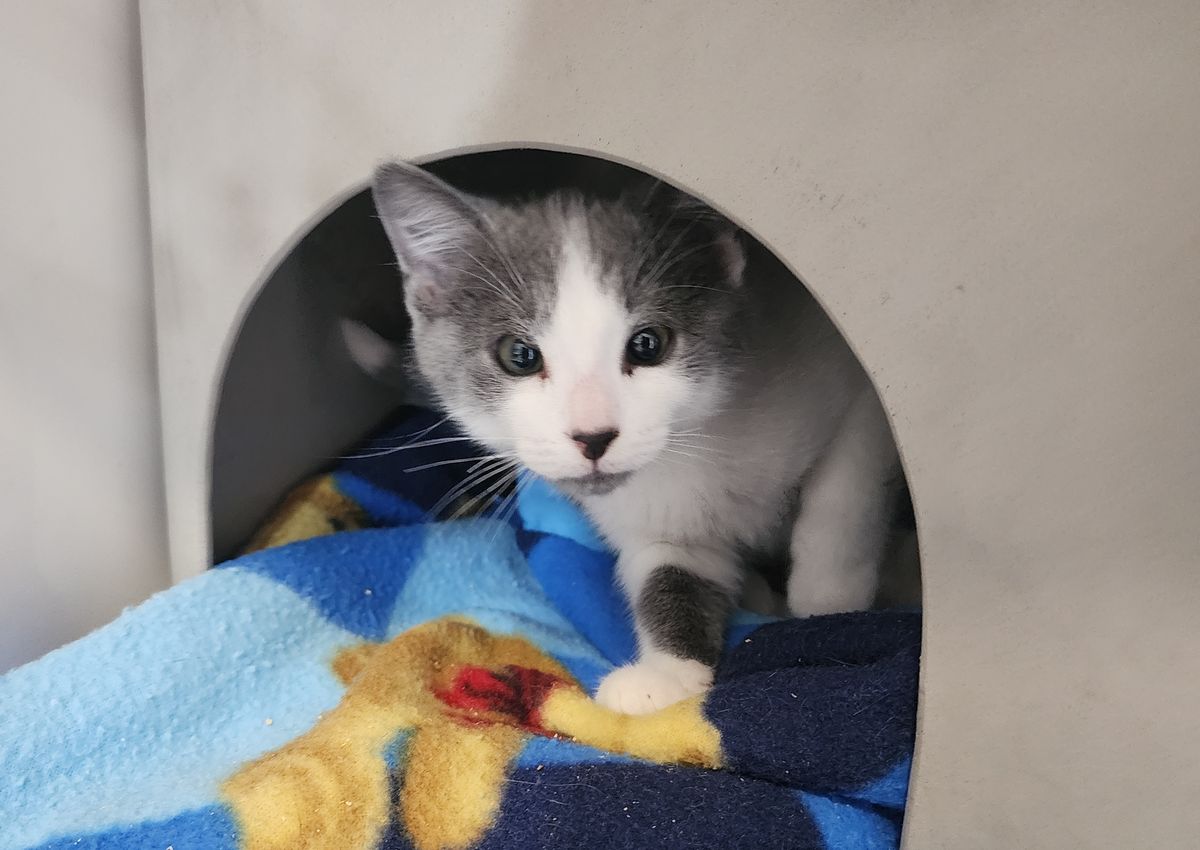 Gallery image: Yorick