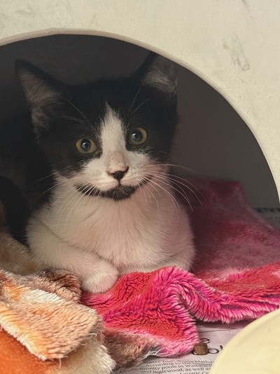 Havoc - Domestic Short Hair