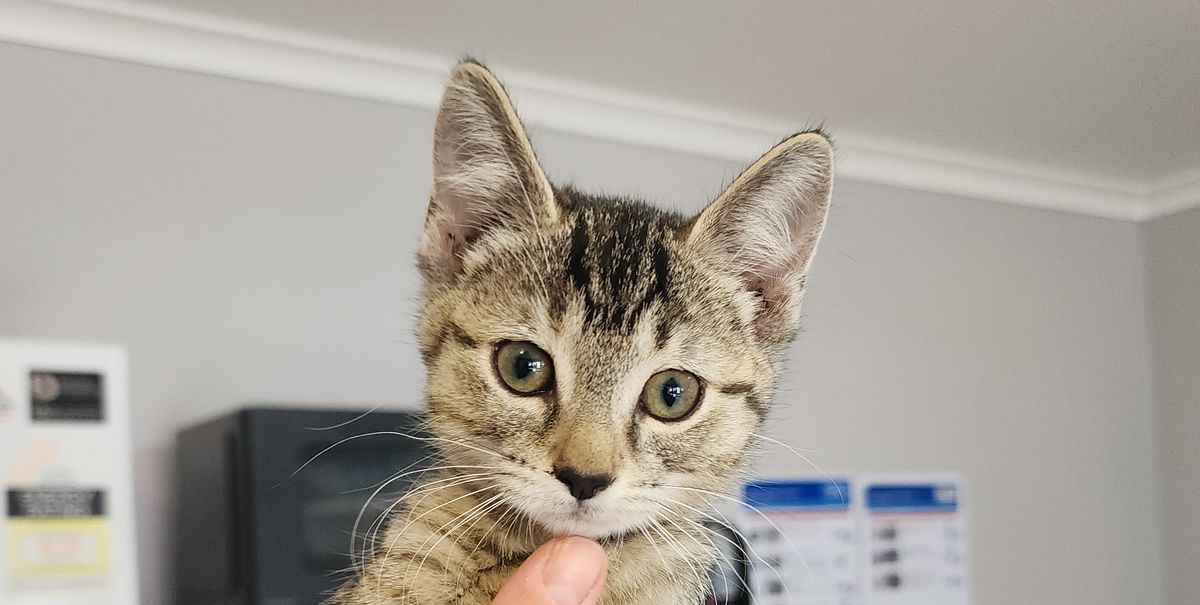 Gallery image: Stella