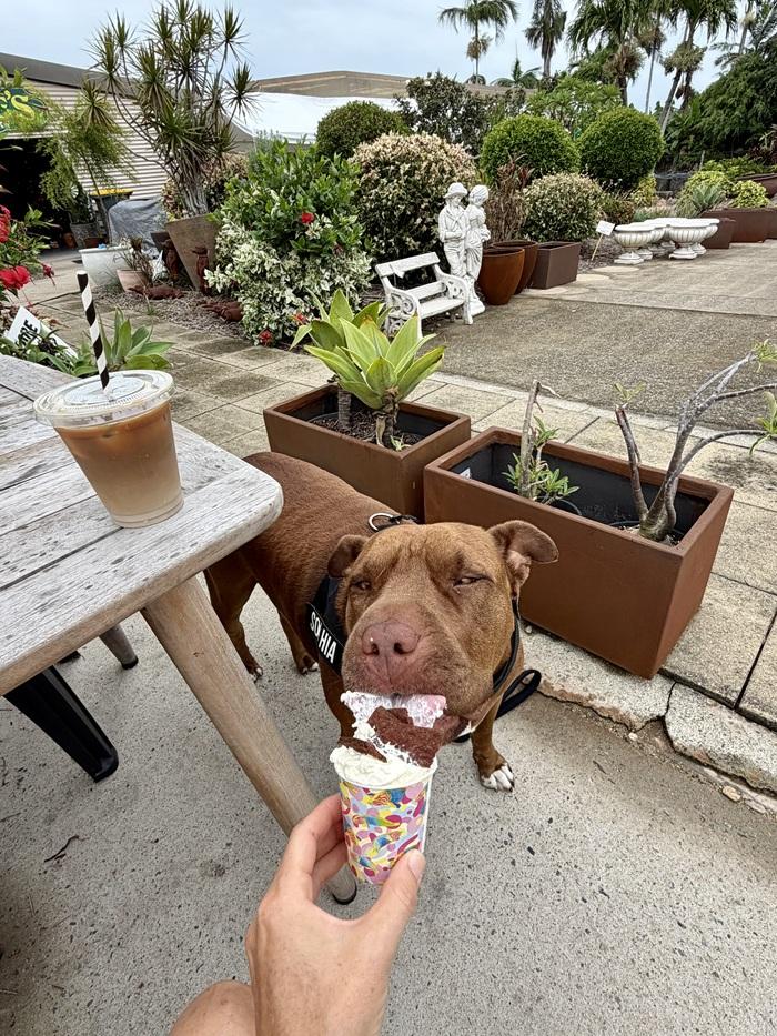 Sophia enjoying a puppy-chino. 