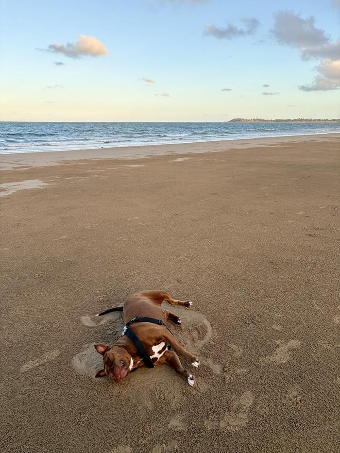 SPCA dog Sophia laying down on beach