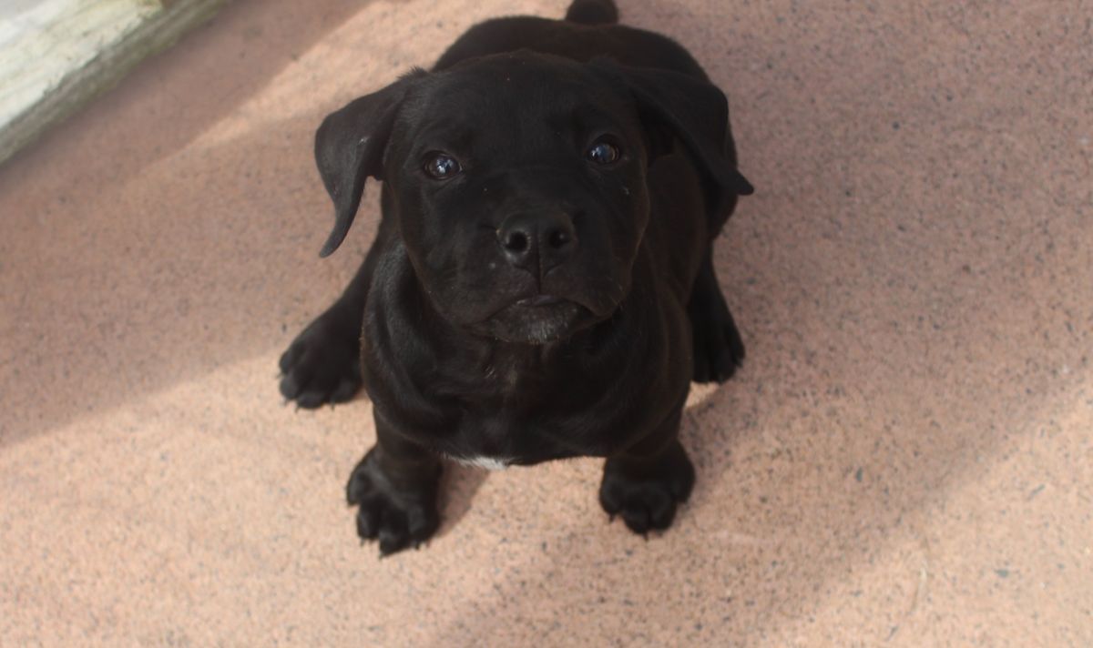 Gallery image: Rosie