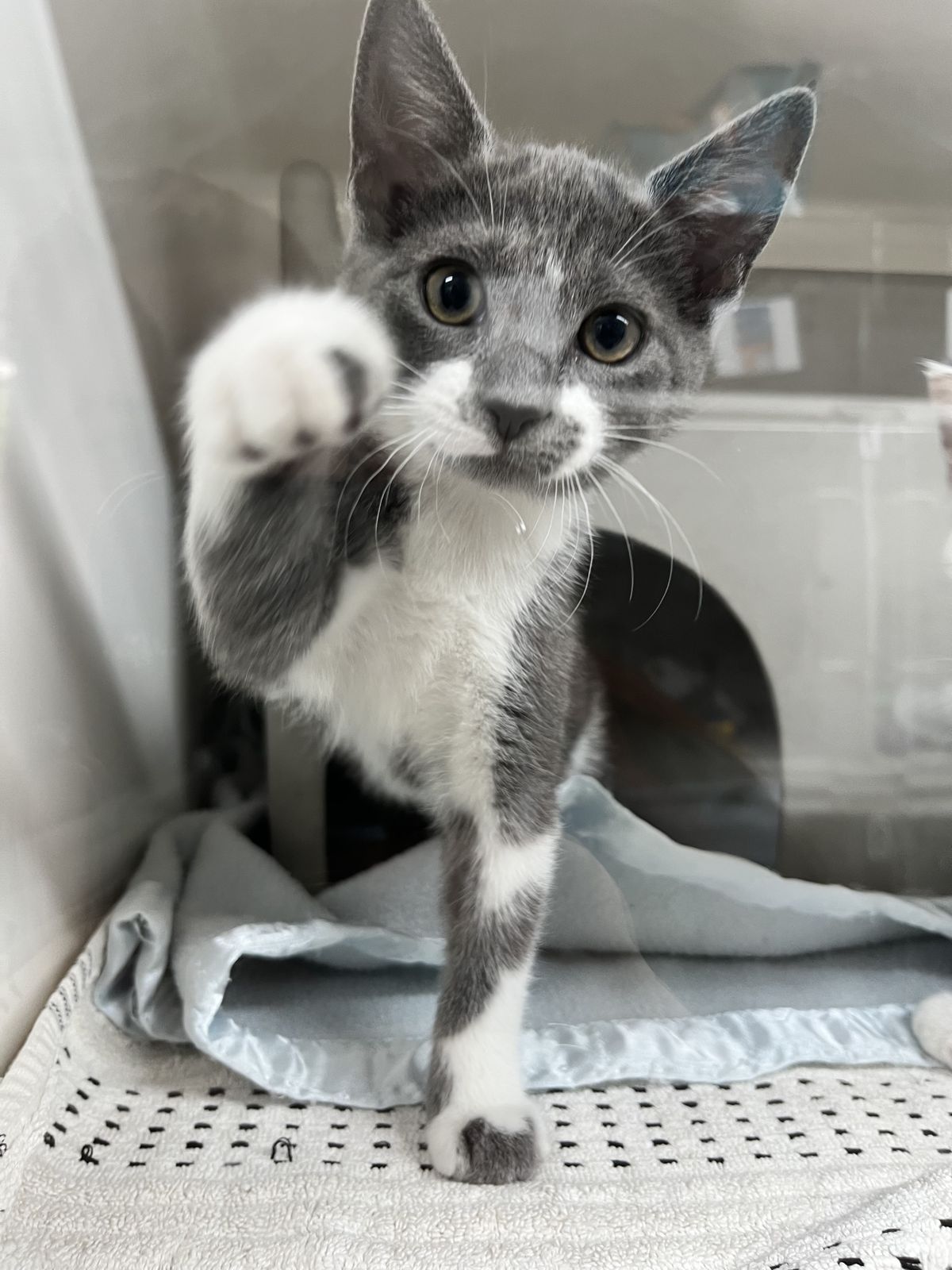 Gallery image: Misty