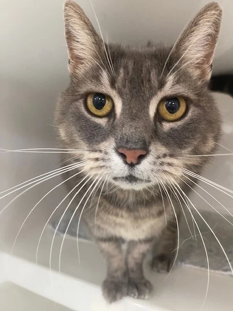 Gallery image: Miss Chunks 