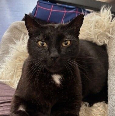 Gallery image: Big Tony