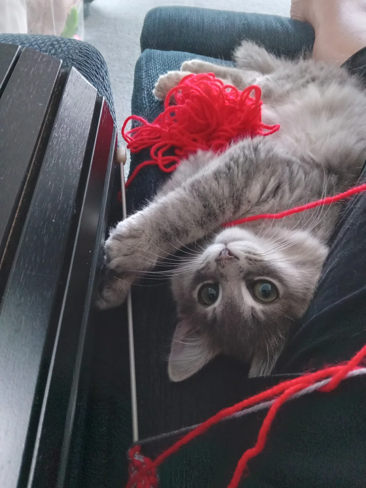 Gallery image: Reggie