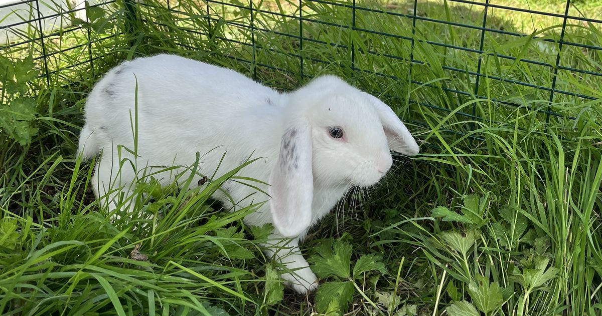 Gallery image: Robert Rabbit