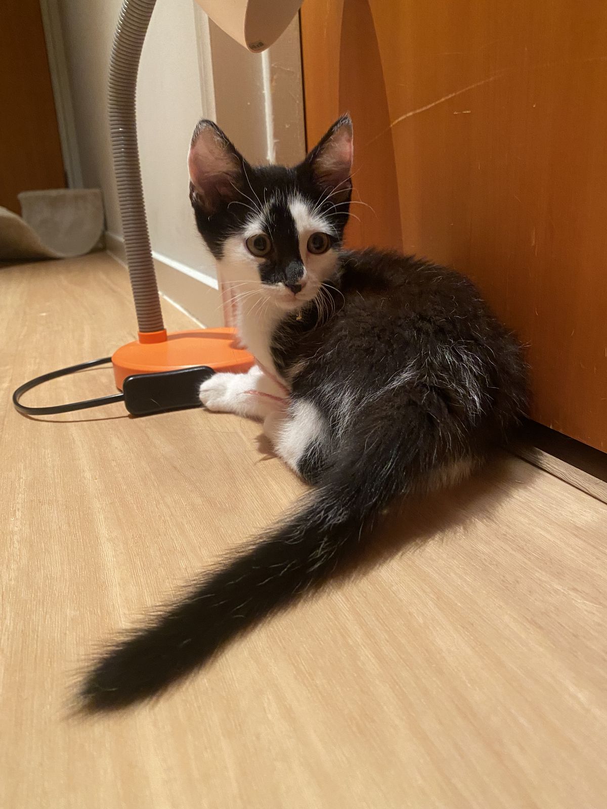 Gallery image: Harlow