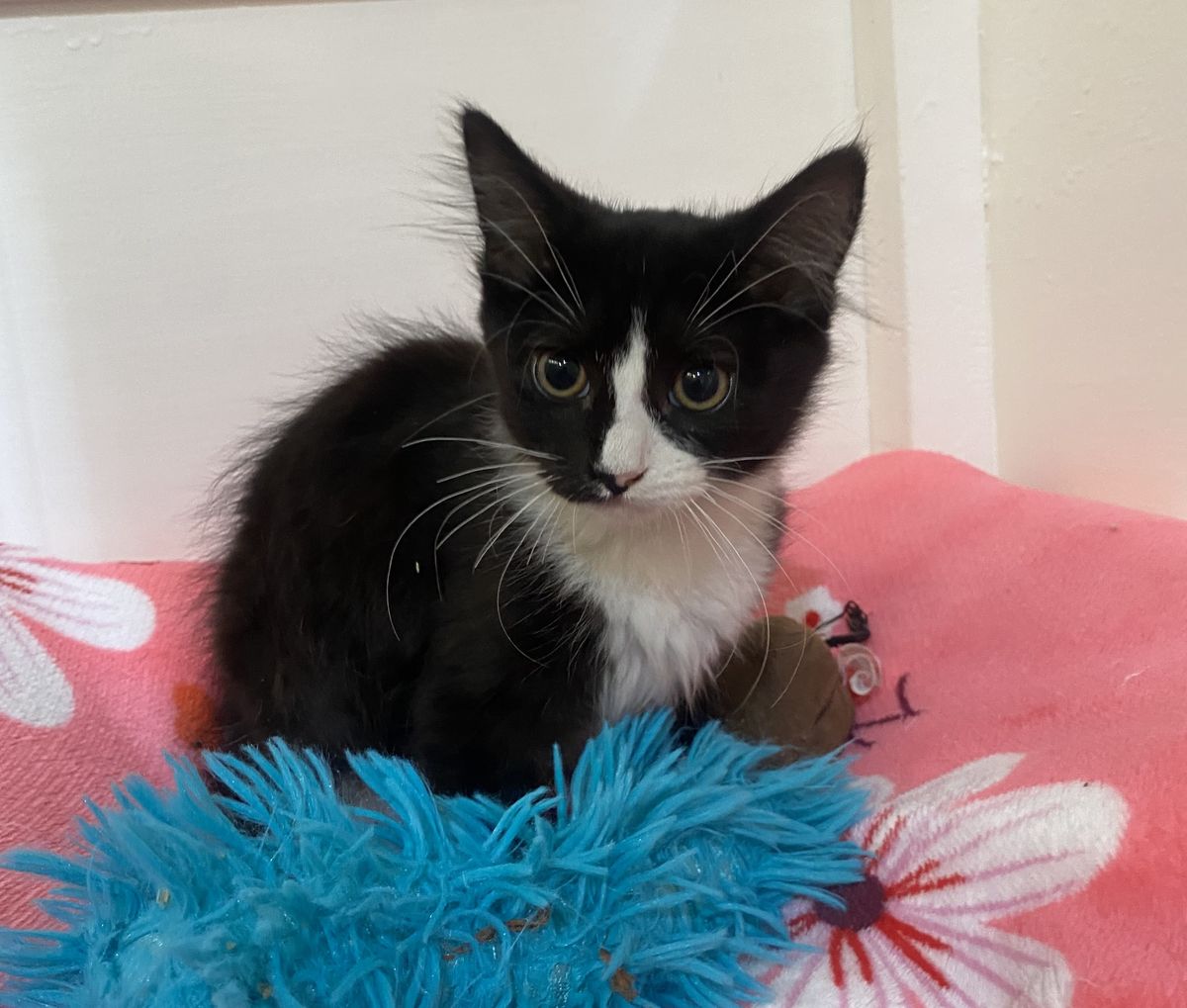 Gallery image: Popcorn