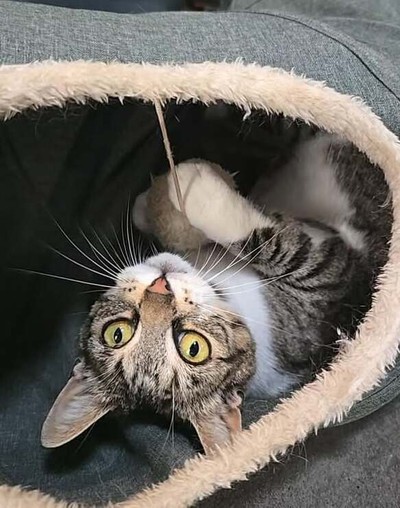 Luna - Domestic Short Hair