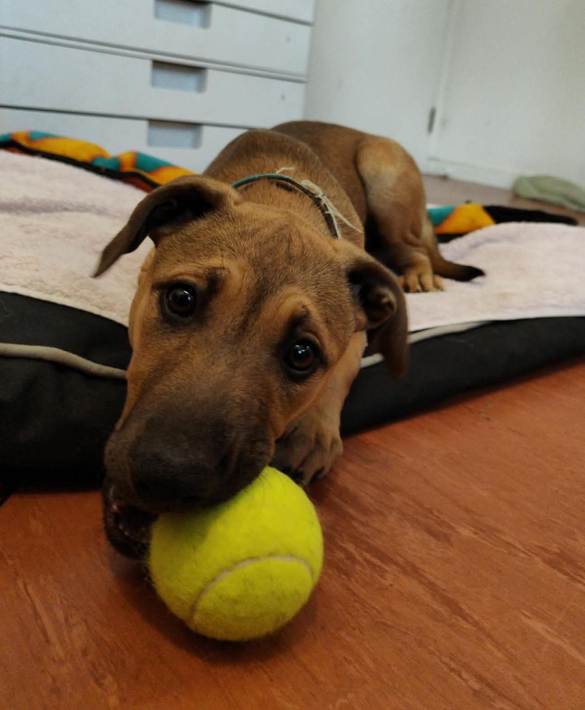 Gallery image: Christie