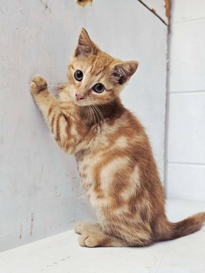 Griffin - Domestic Medium Hair