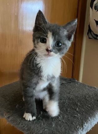 Gallery image: Blossom