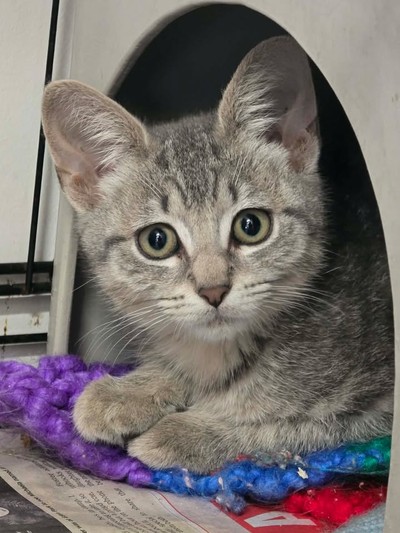 Galinda - Domestic Medium Hair