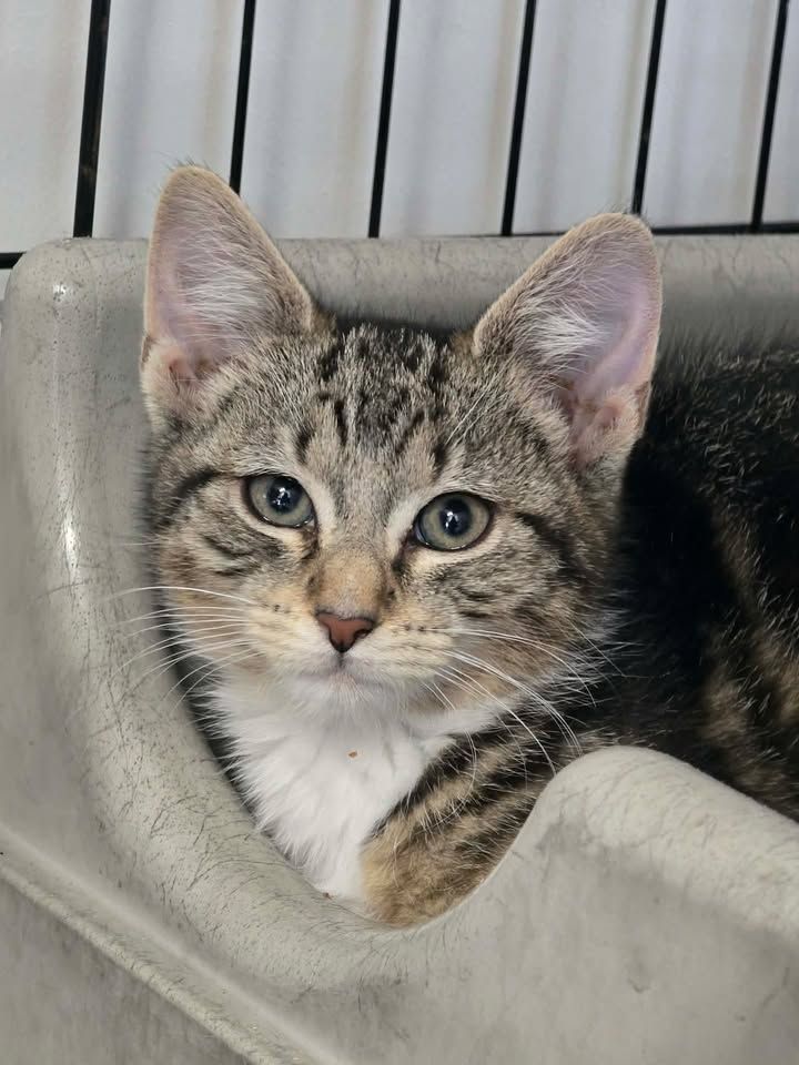 Gallery image: Goose