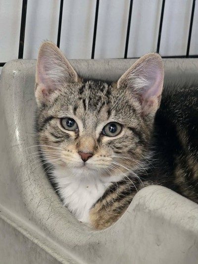 Goose - Domestic Short Hair