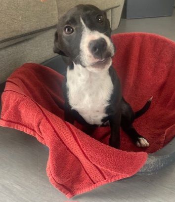 Gallery image: Blanche