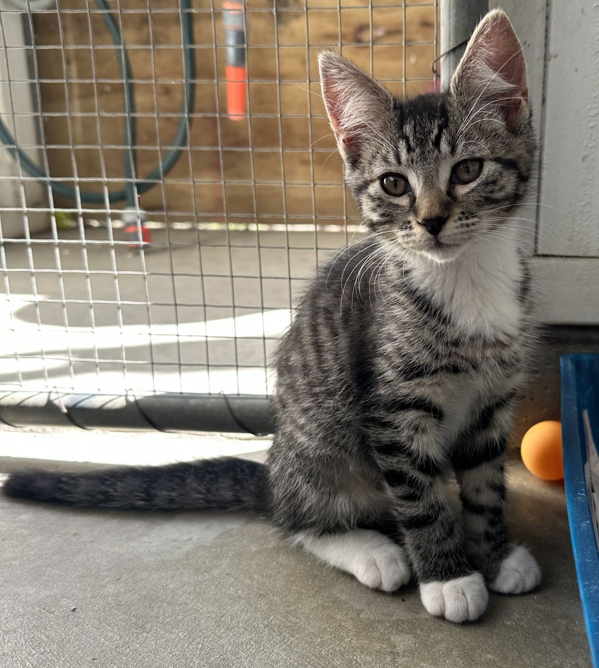 Gallery image: Monty