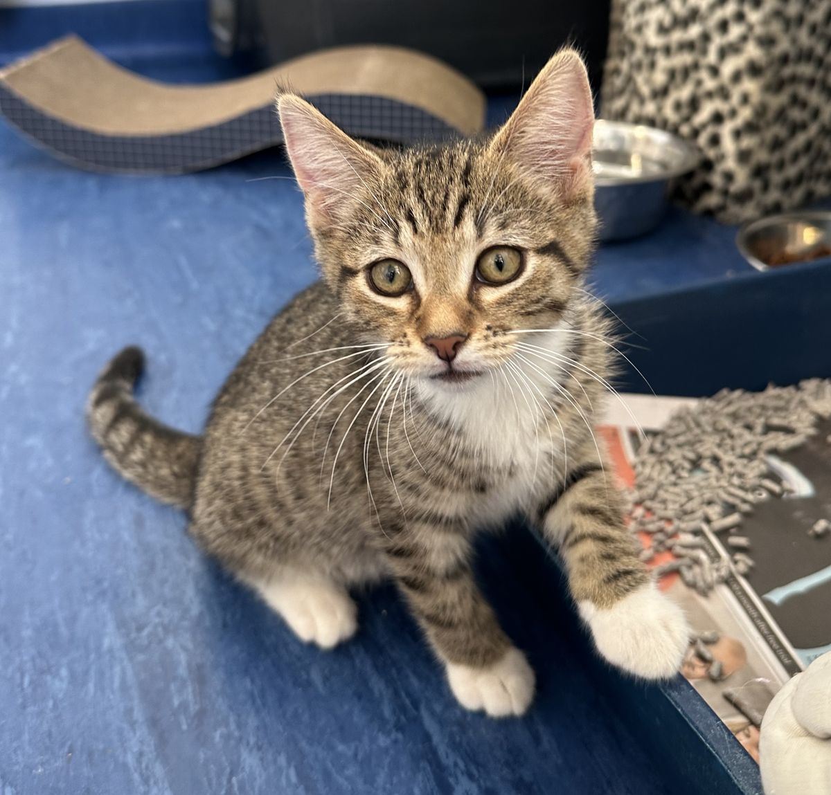 Gallery image: Mickey