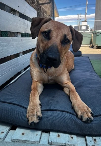 Gallery image: Hazel