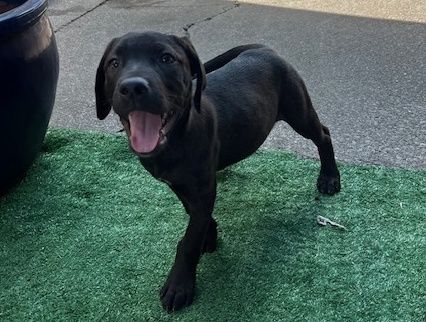 Gallery image: Violet