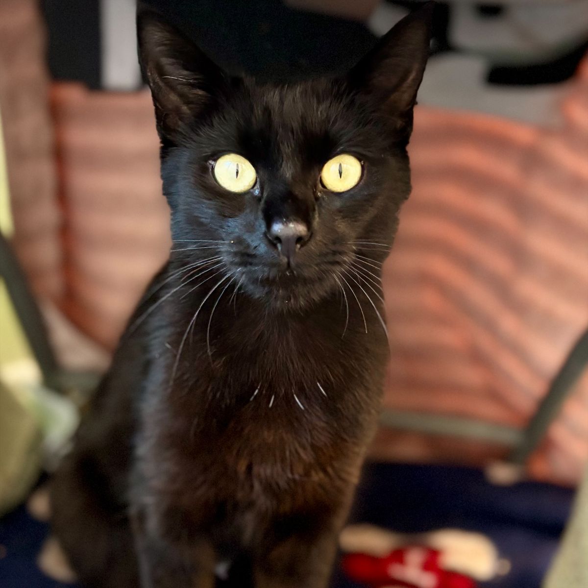 Gallery image: Pickles