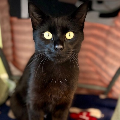 Pickles - Domestic Short Hair