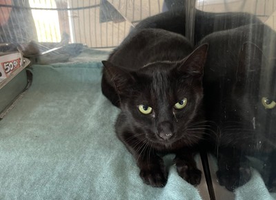 Cola - Domestic Short Hair