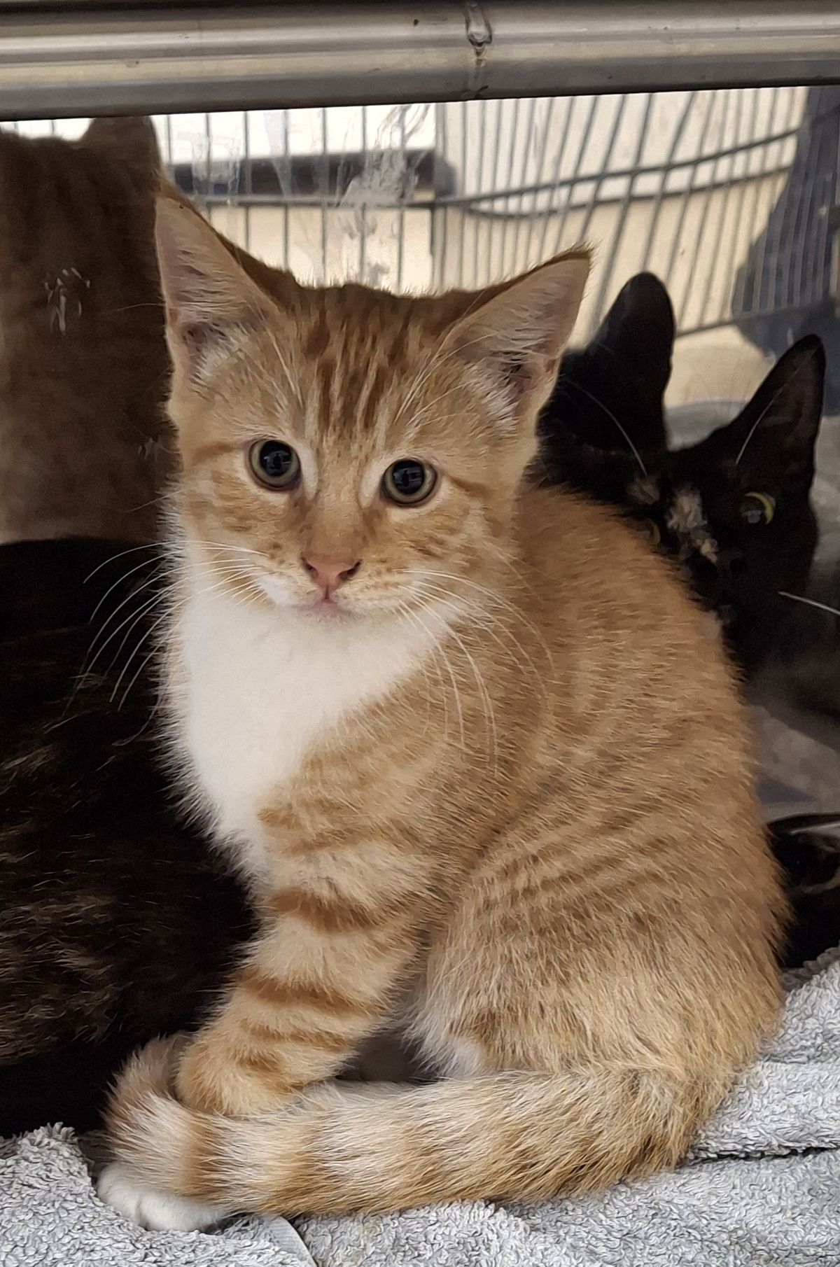 Gallery image: Boots