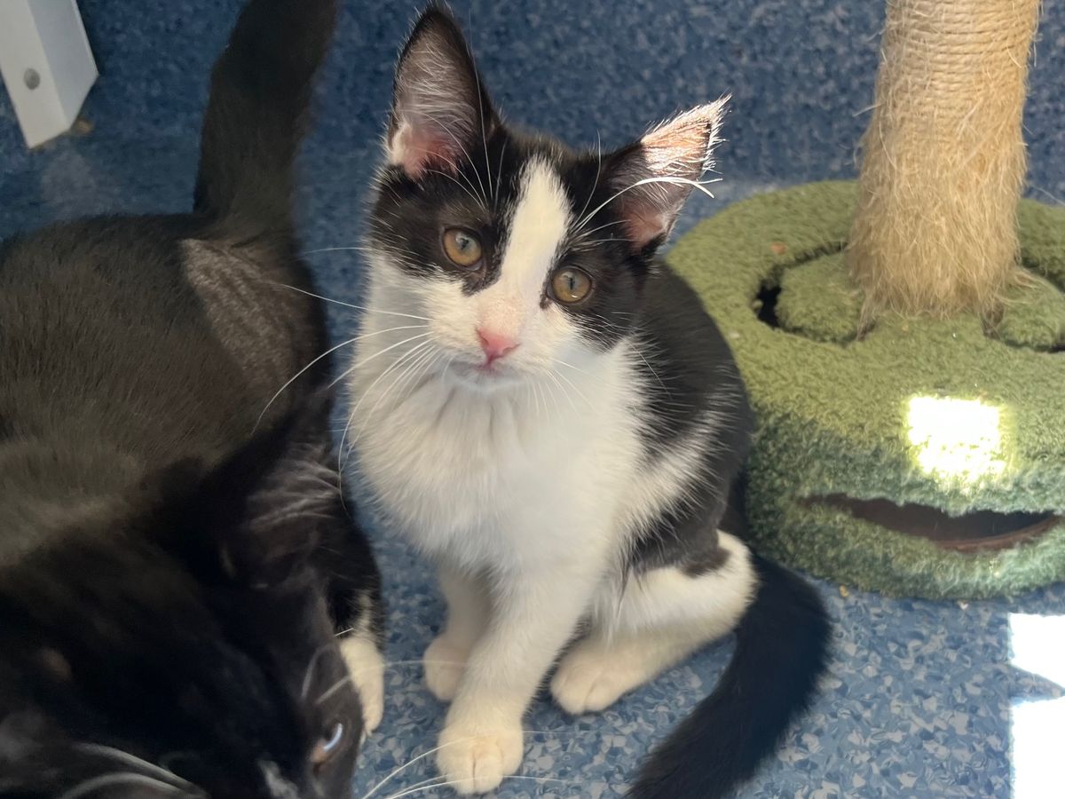 Gallery image: Bam Bam