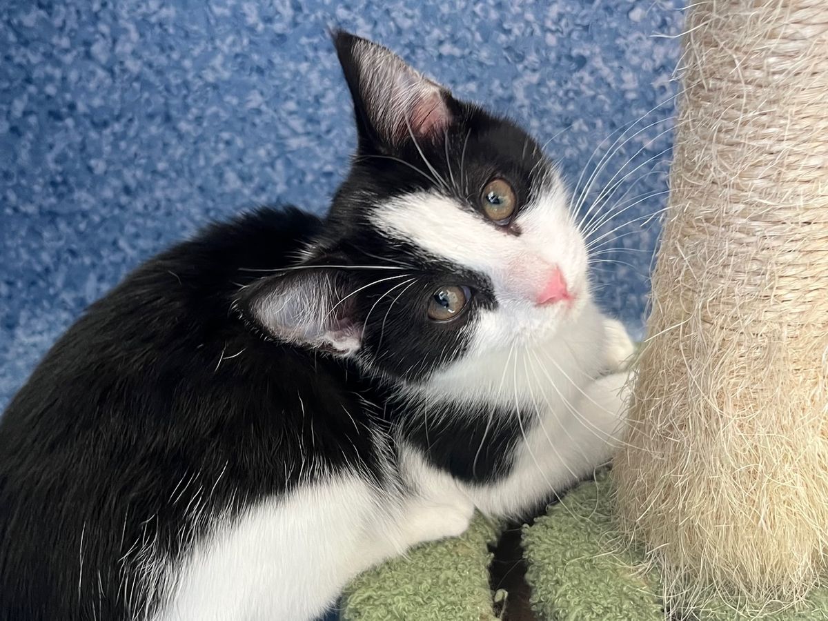 Gallery image: Bam Bam