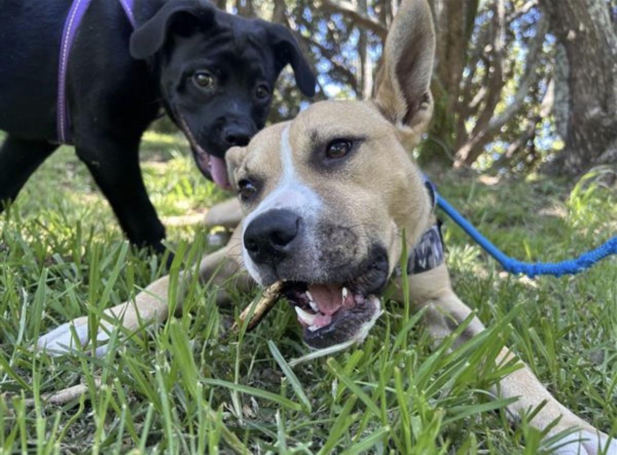 Gallery image: Harley