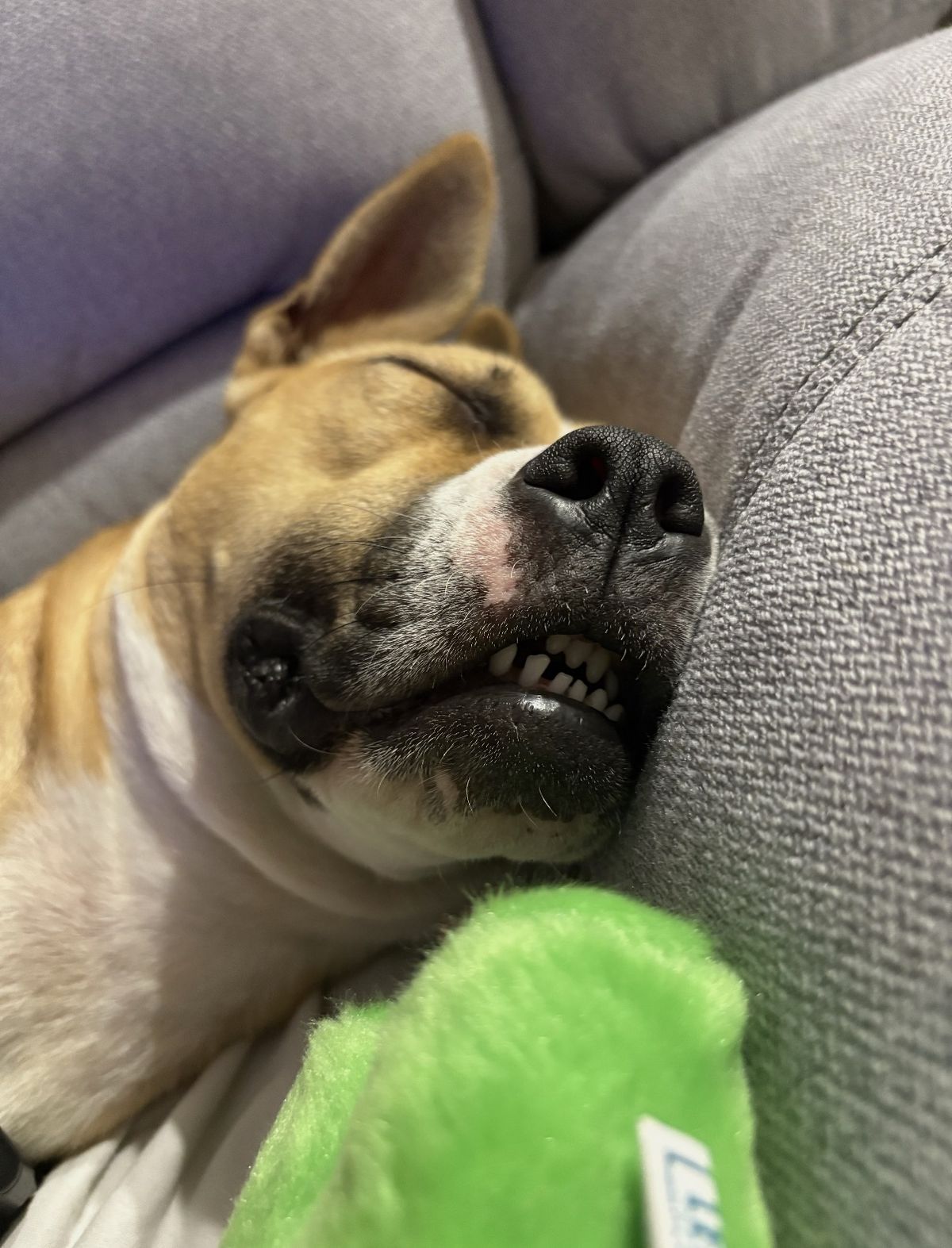 Gallery image: Harley