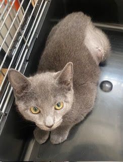 Gallery image: Whitney