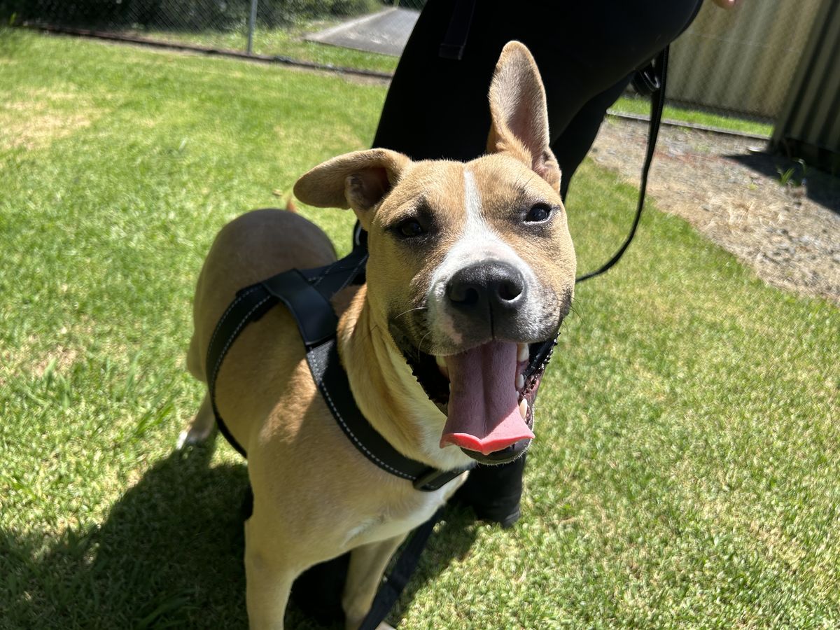 Gallery image: Harley