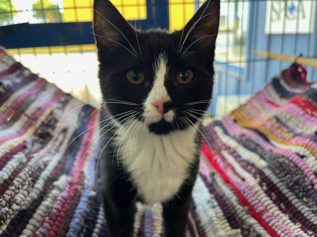 Gallery image: Checkers