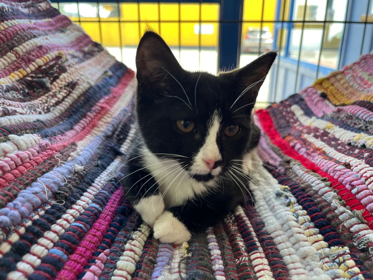 Gallery image: Checkers