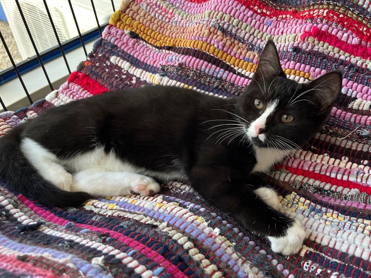 Gallery image: Checkers