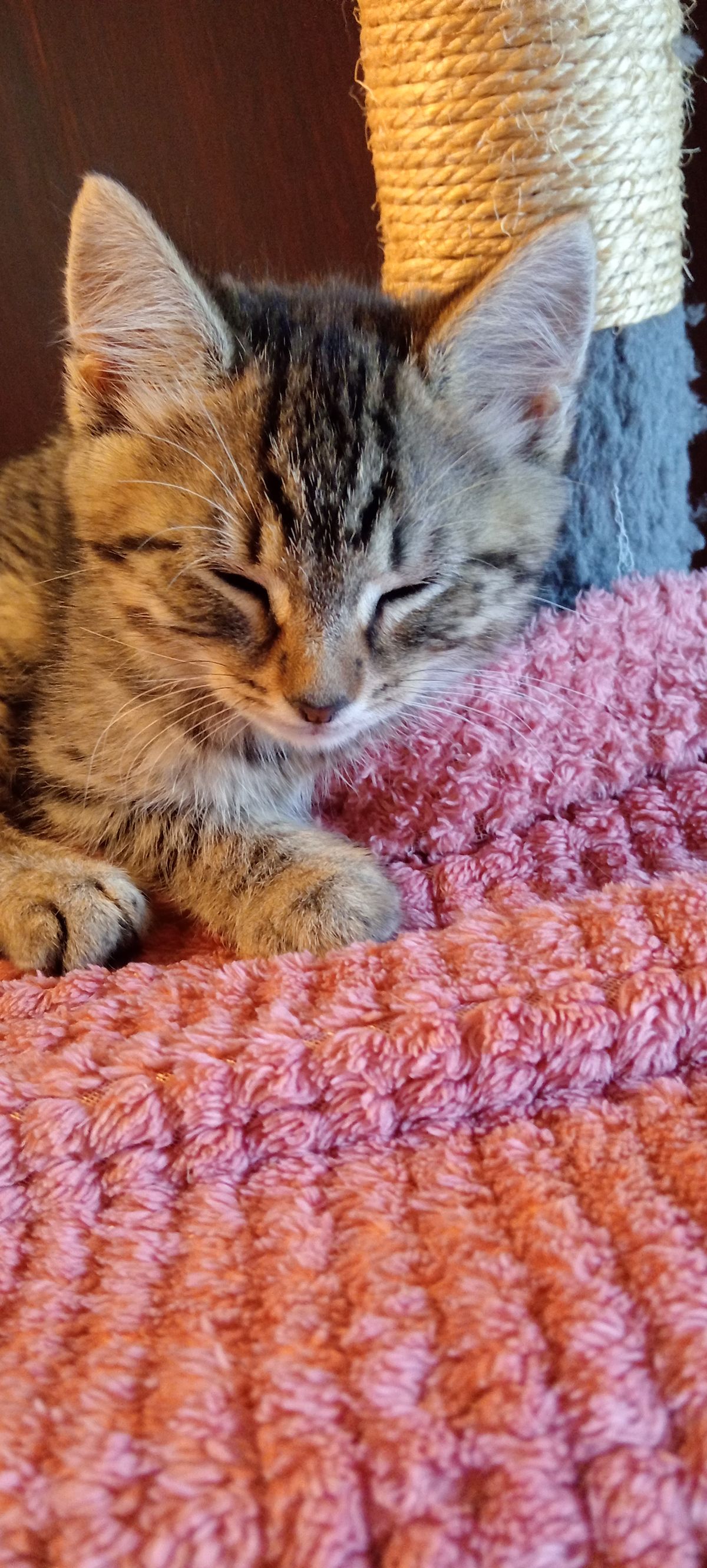 Gallery image: Pumpkin Face