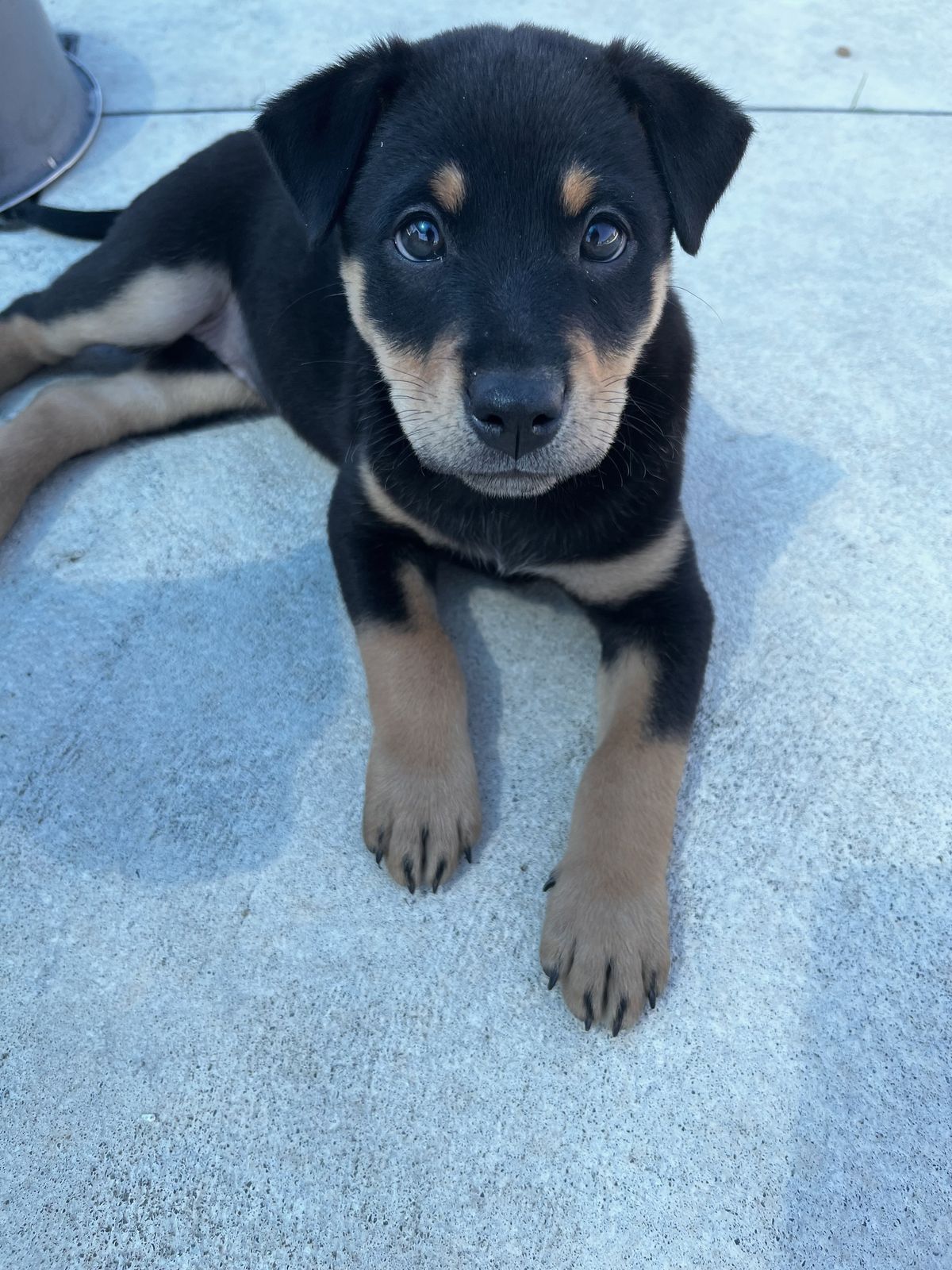 Gallery image: Amber