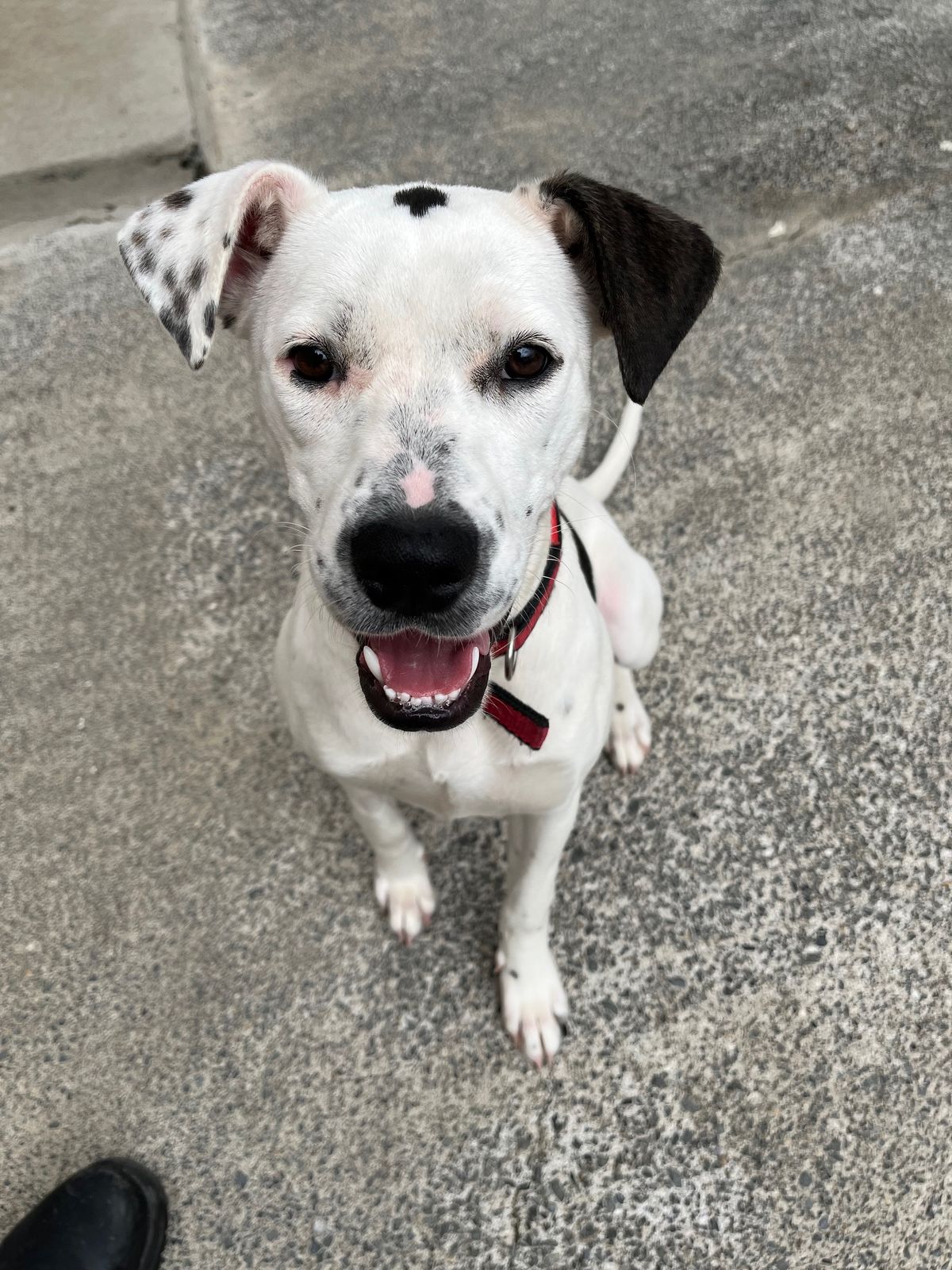 Gallery image: Sassy