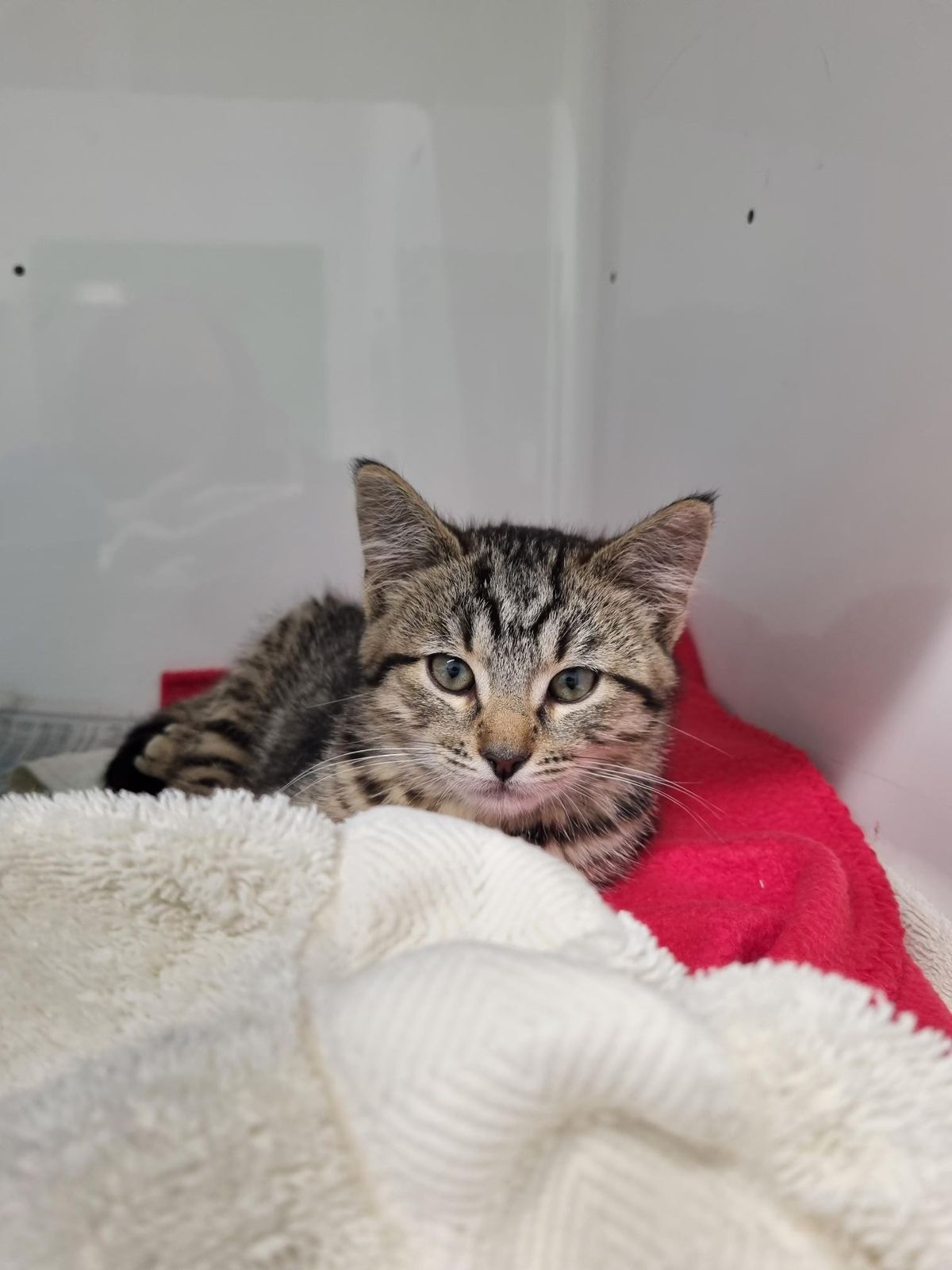 Gallery image: Marigold