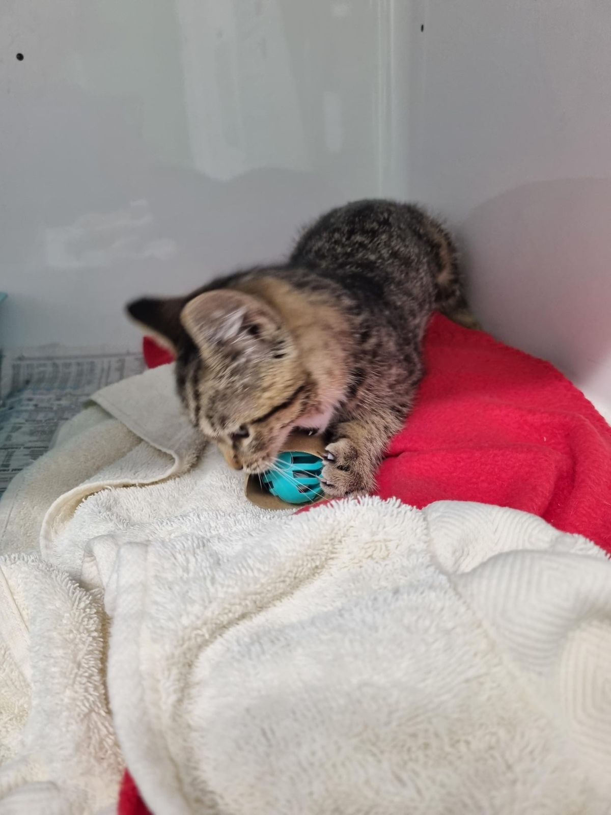 Gallery image: Marigold