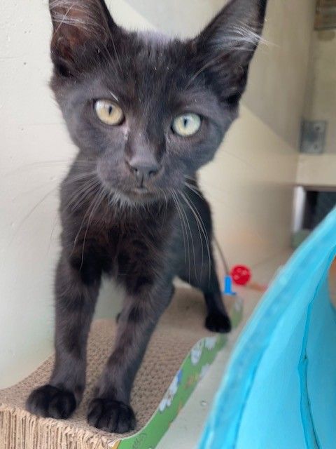 Gallery image: Liquorice