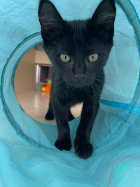 Gallery image: Liquorice