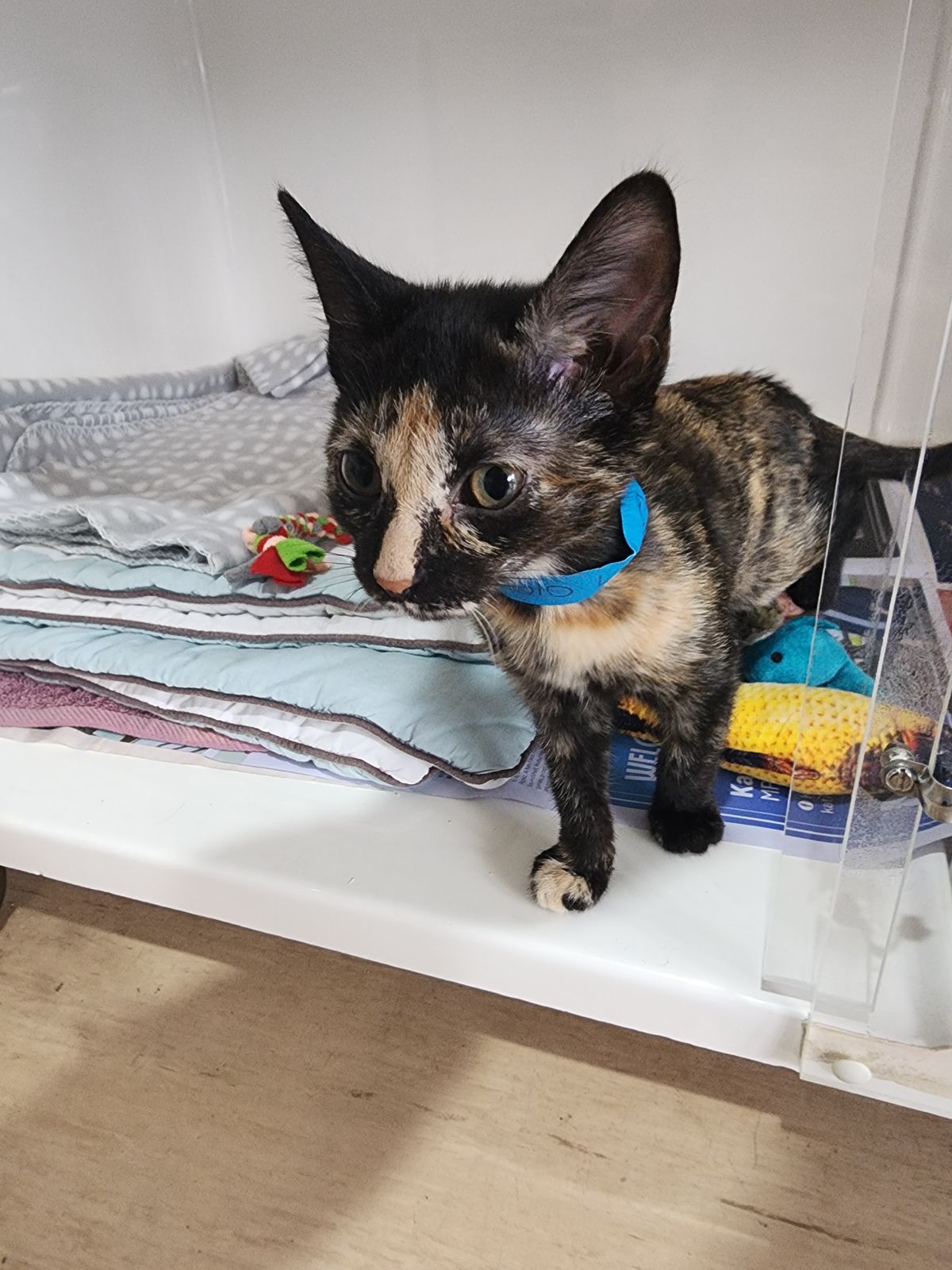 Gallery image: Coraline