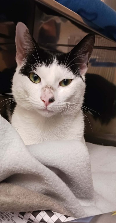 Frank - Domestic Short Hair