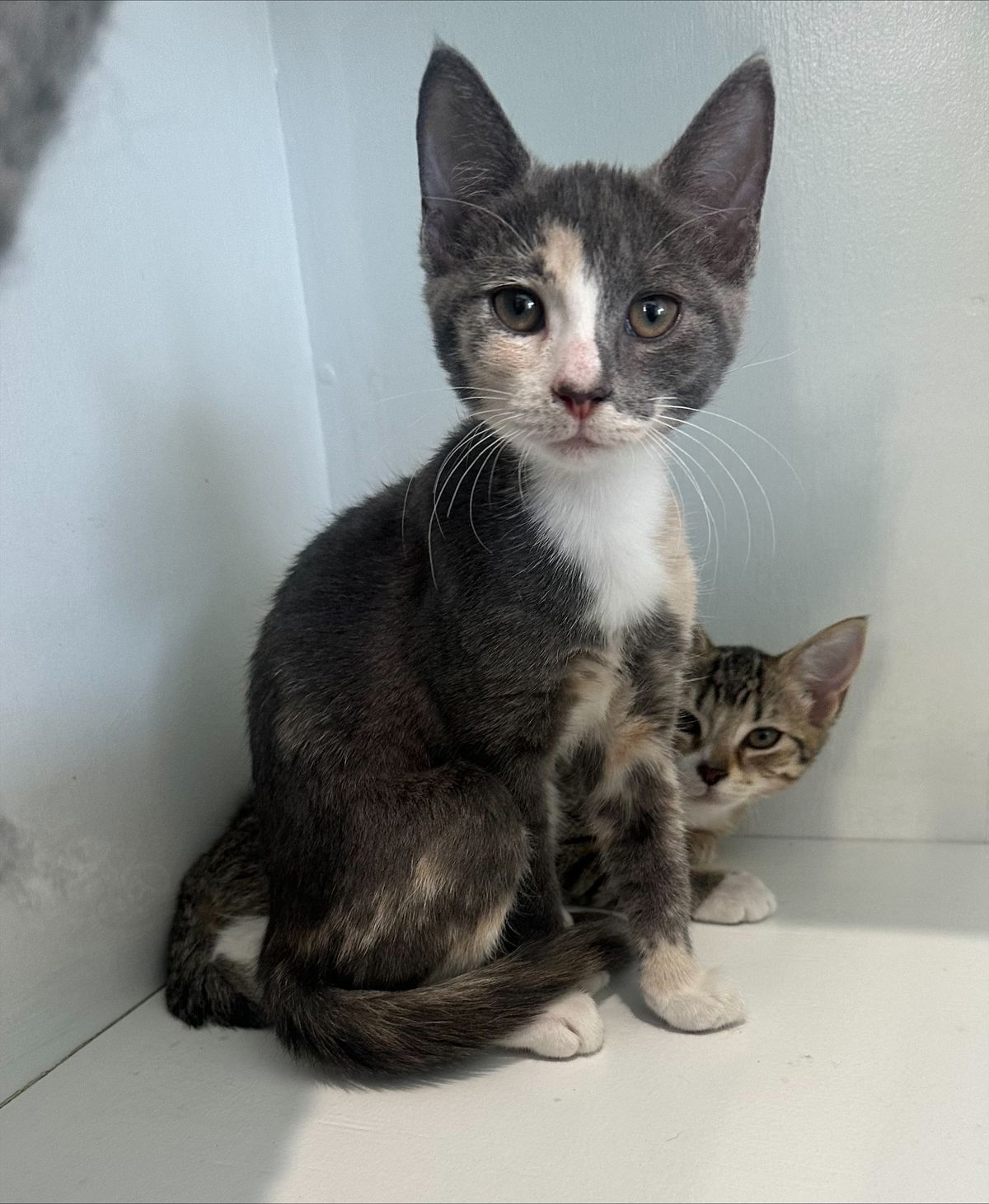 Gallery image: Blossom